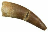 Bargain Fossil Plesiosaur (Zarafasaura) Tooth - Morocco #298331-1